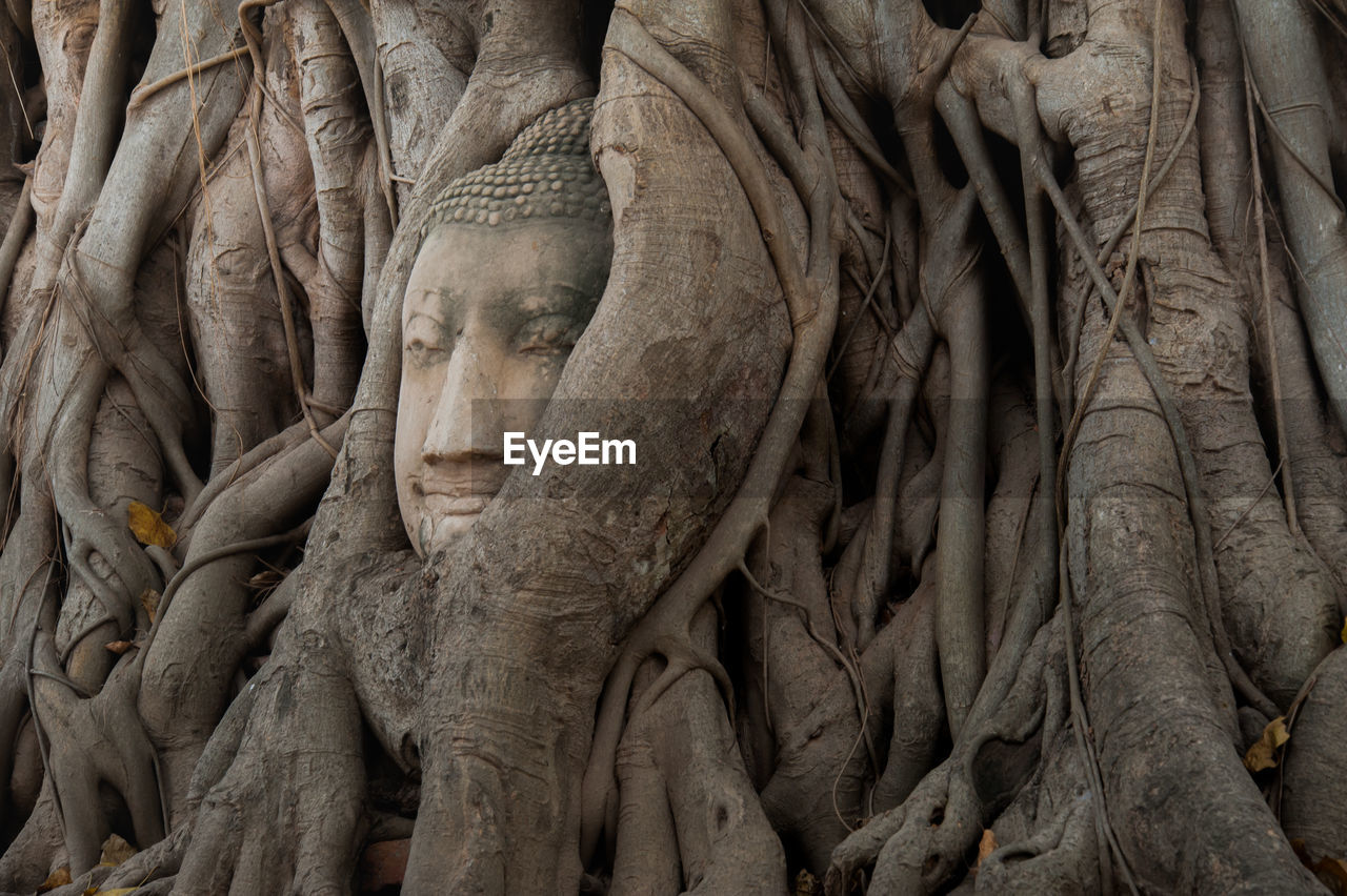 Buddha sculpture on tree