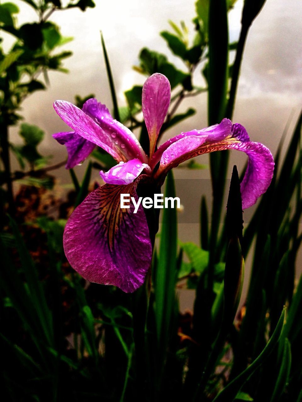 Close-up of raindrops on pink iris flower