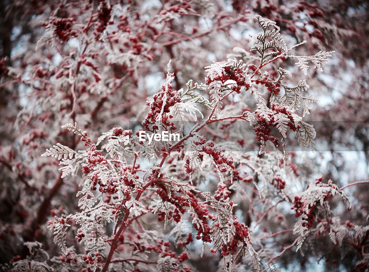 Low angle view of cherry blossom tree