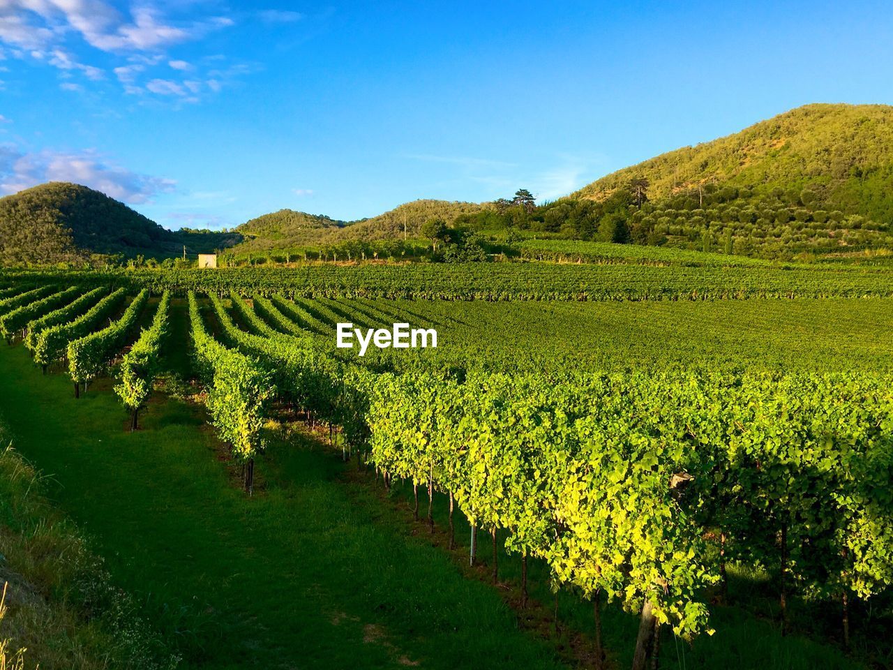 View of fields against blue sky