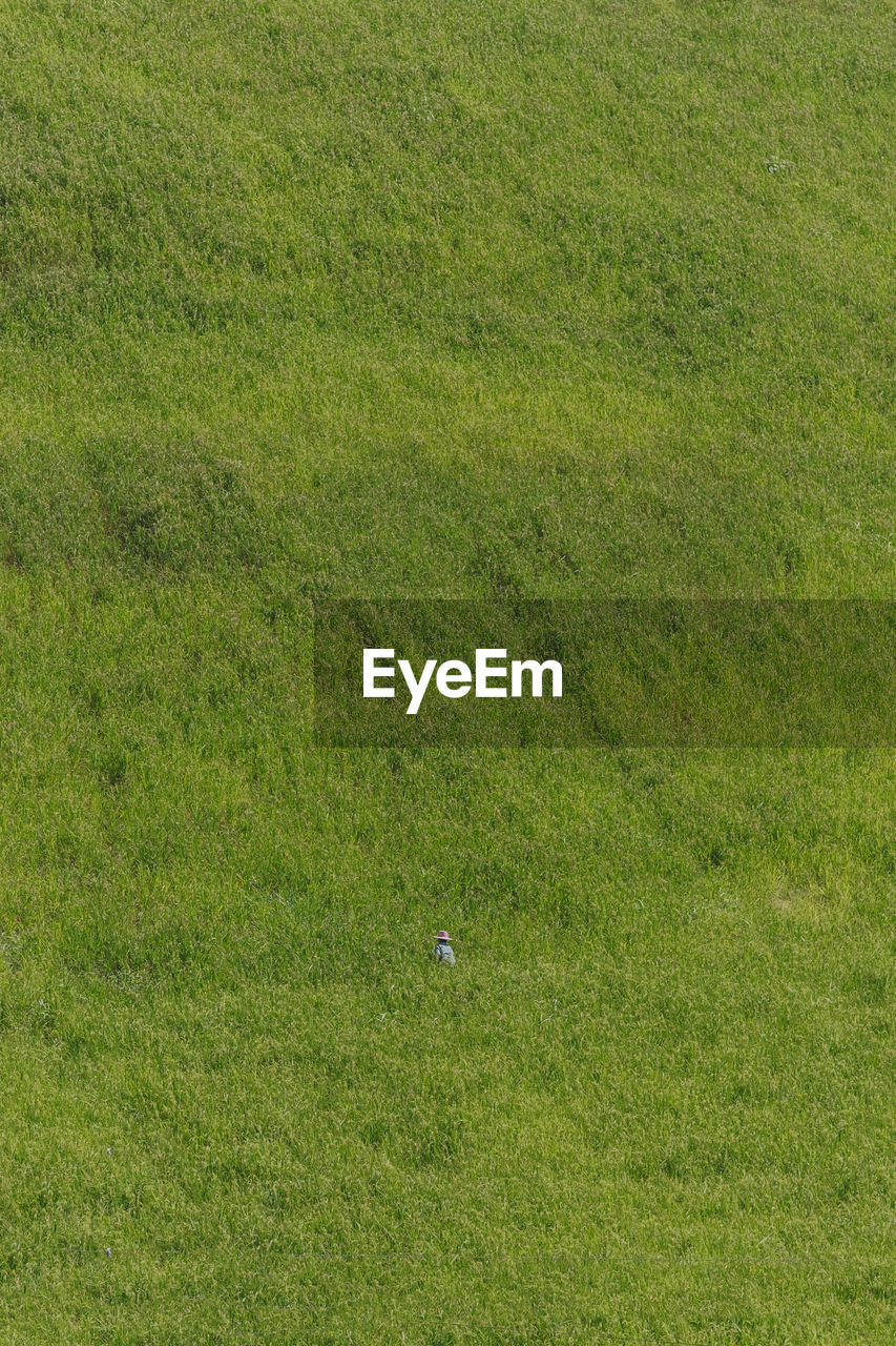 Full frame shot of field