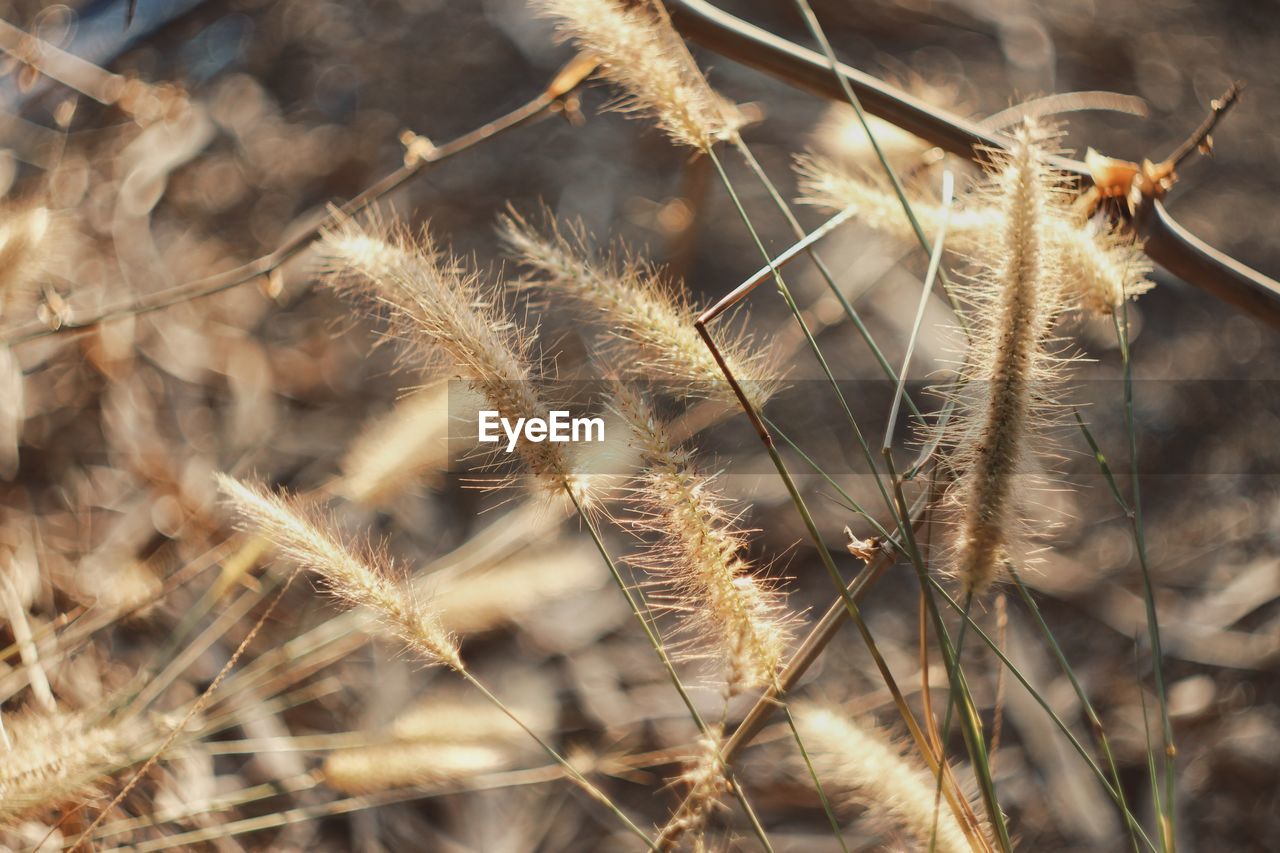 Close-up of wilted plant on field