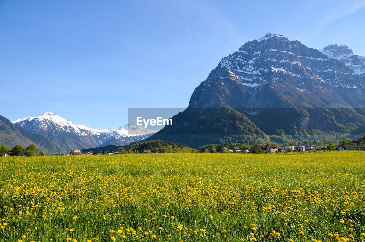 Scenic view of yellow flowering plants on field against sky