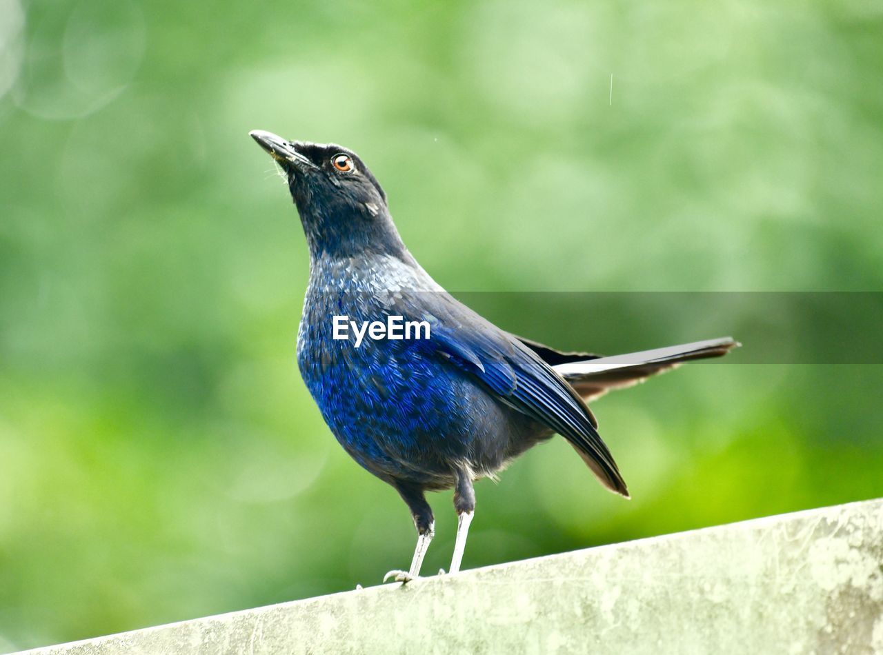 CLOSE-UP OF BIRD PERCHING ON A WALL