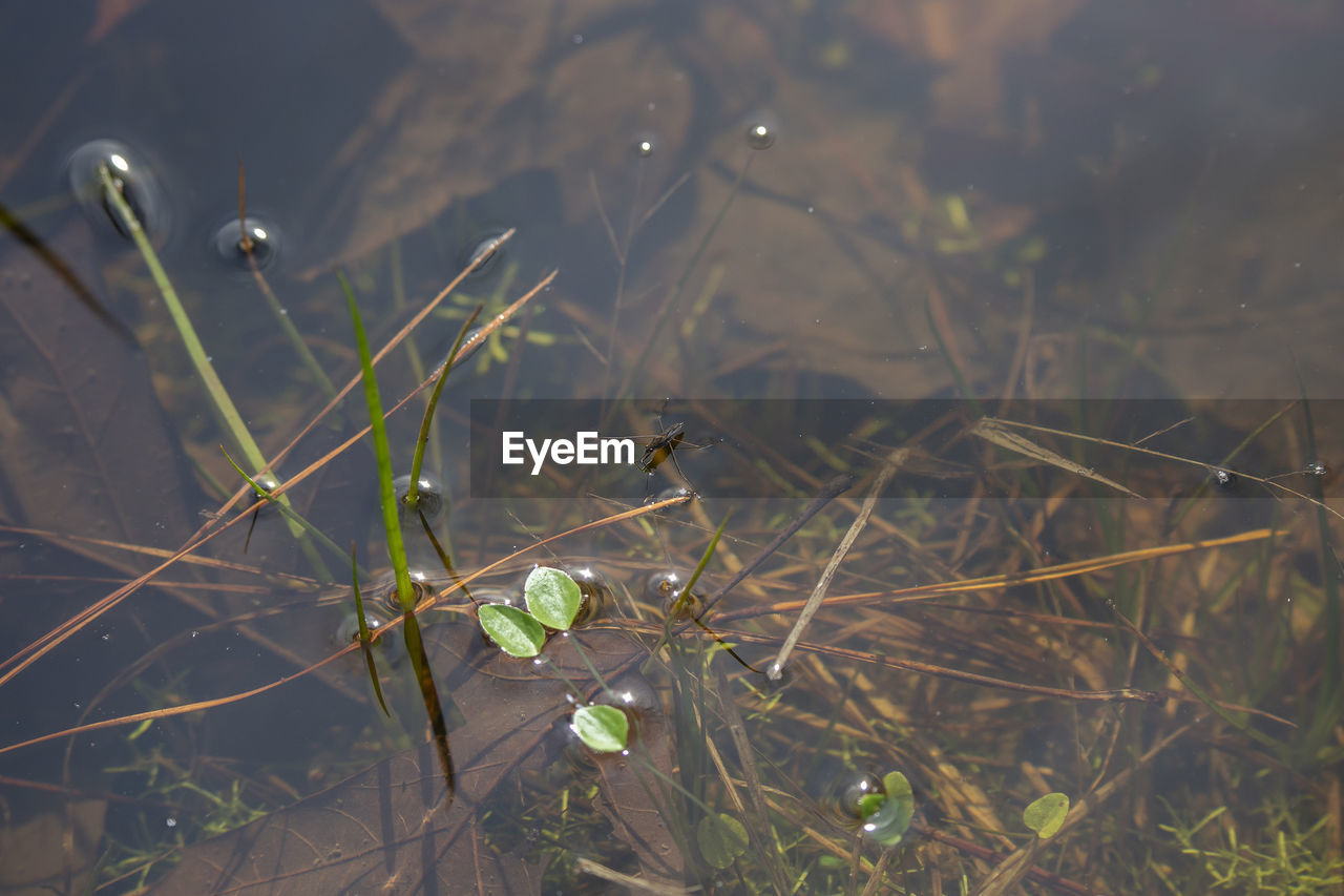 nature, plant, water, leaf, grass, sunlight, reflection, no people, macro photography, lake, green, day, branch, beauty in nature, flower, growth, tranquility, outdoors, close-up, wet, focus on foreground, autumn, land, wildlife, high angle view, fragility, animal wildlife, animal themes, selective focus, animal