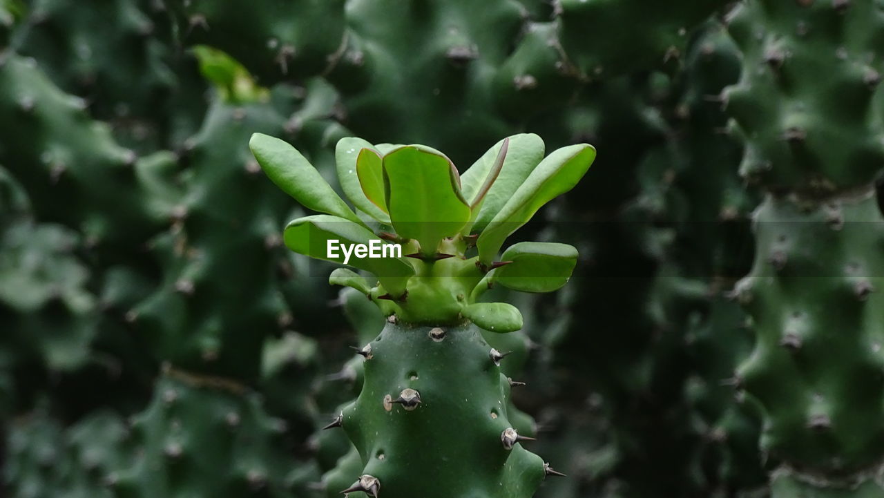 CLOSE-UP OF CACTUS PLANT