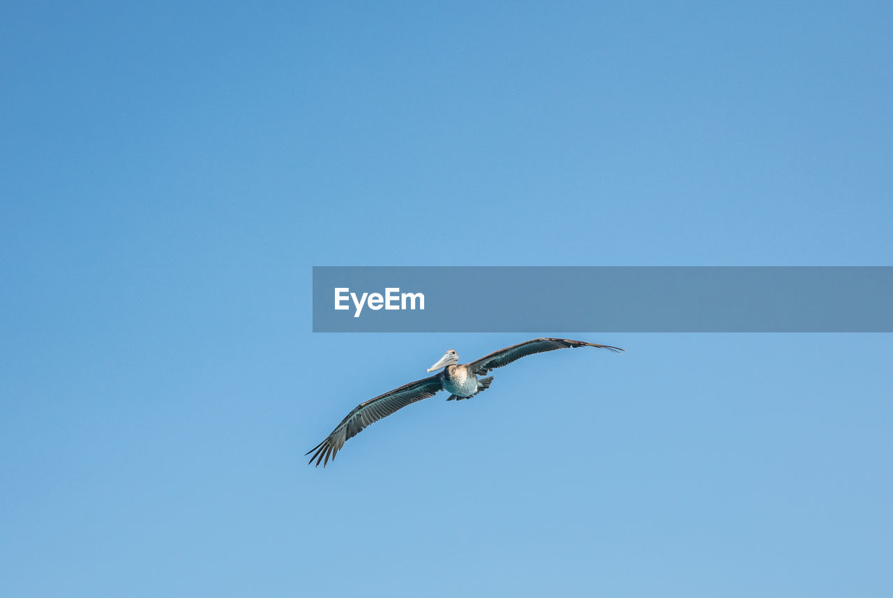 Low angle view of pelican flying against clear blue sky