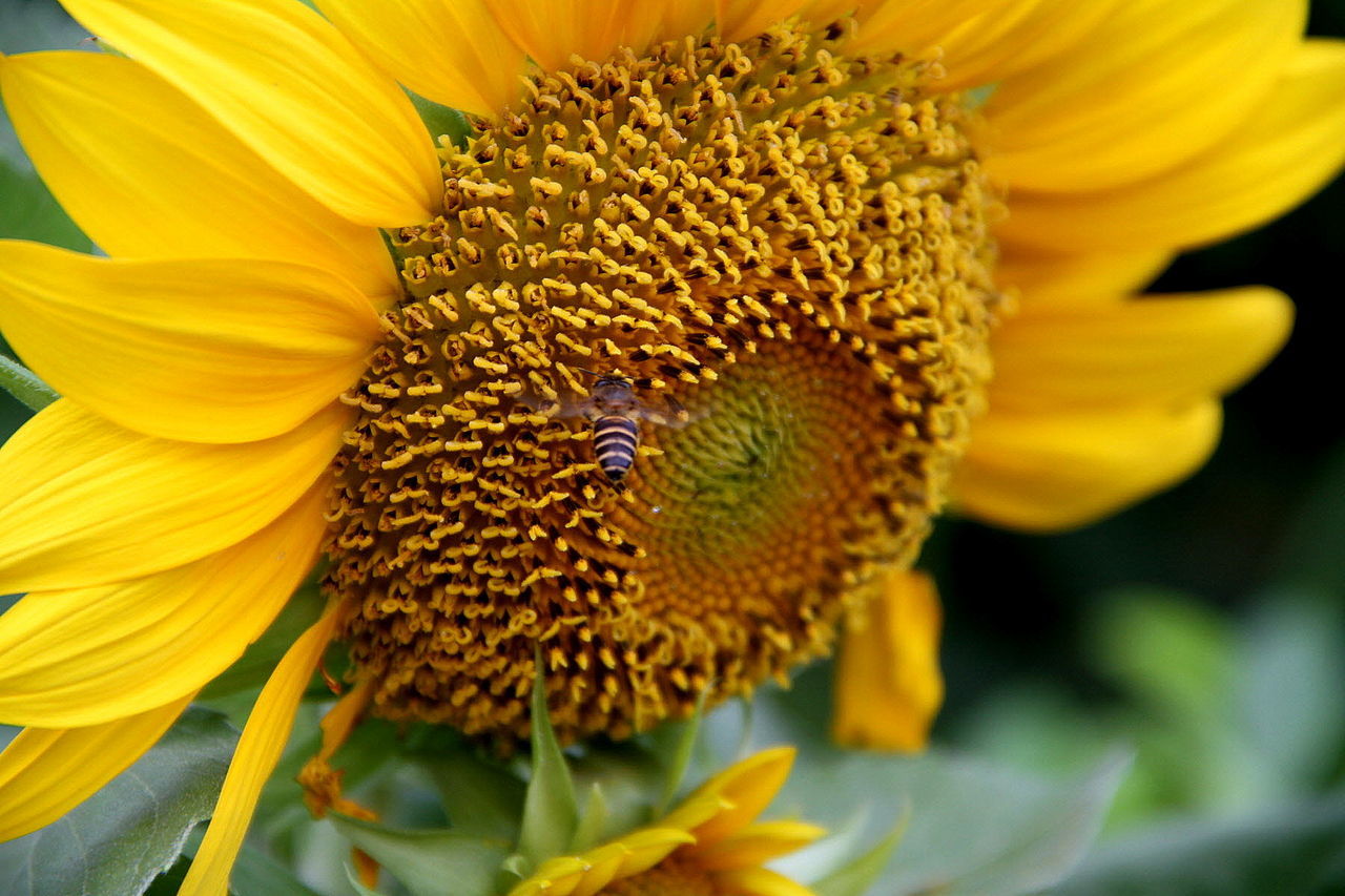 Close-up of bee pollinating on yellow flower at field