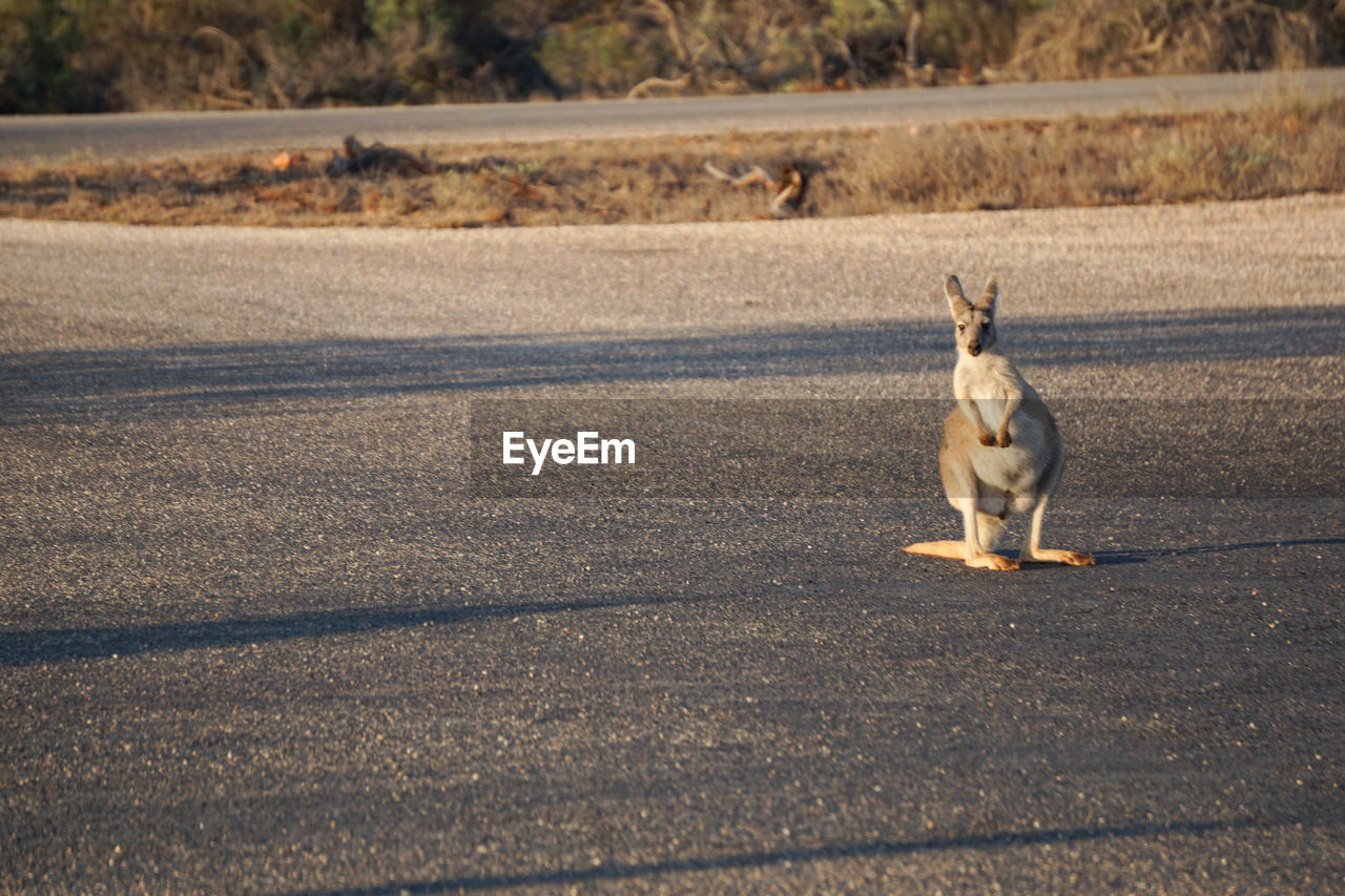 Wallaby on road in city