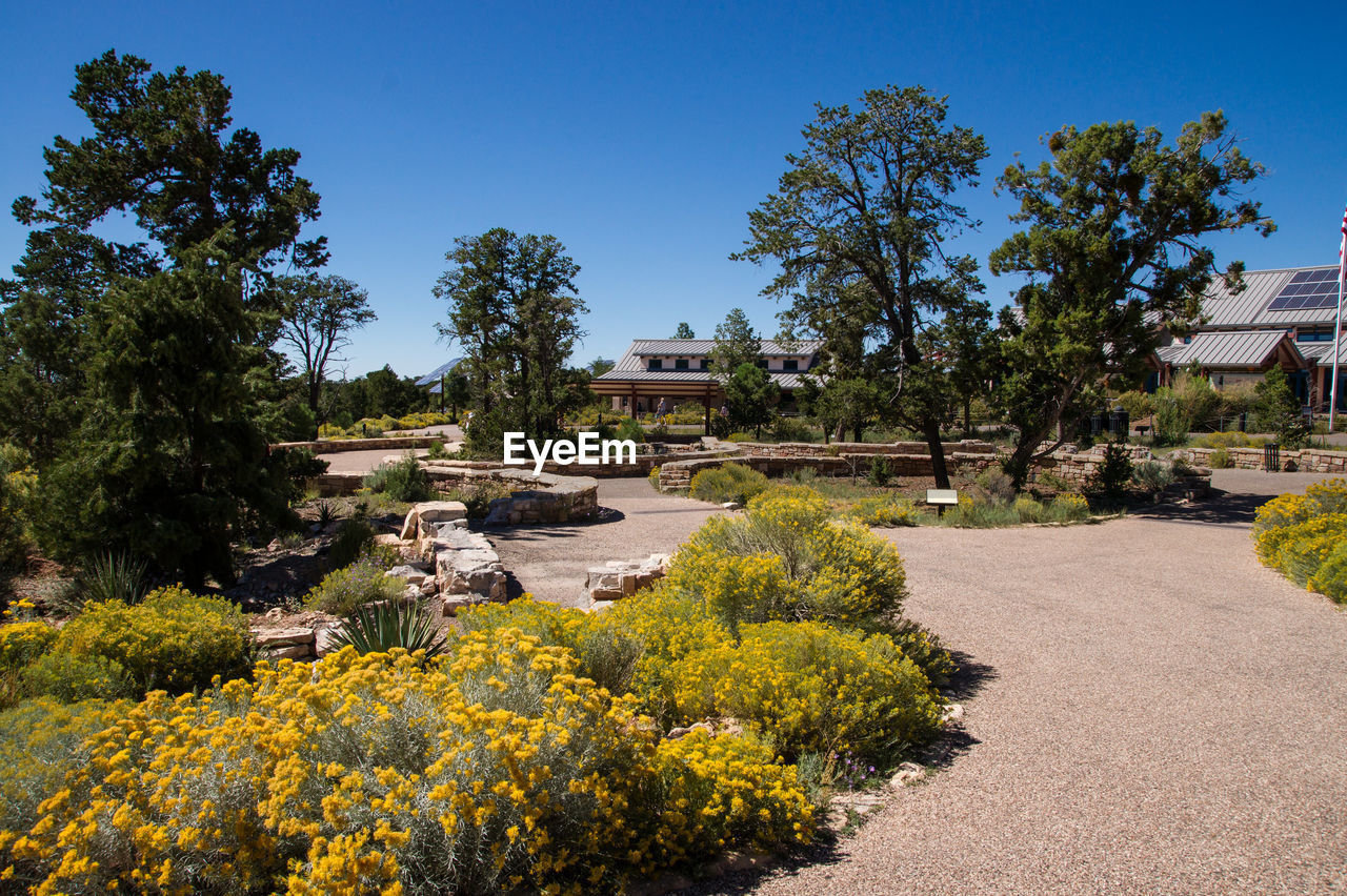 Plants growing on tree
