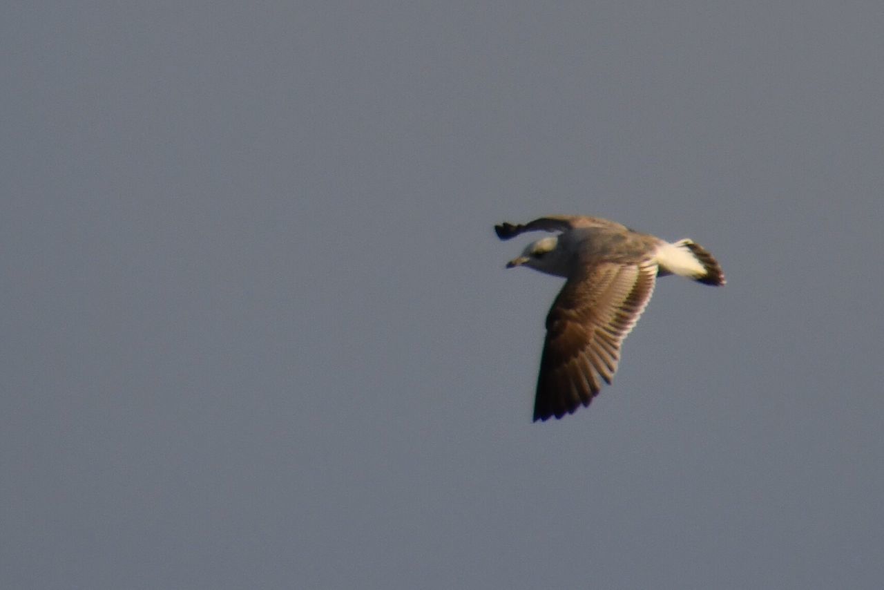 BIRD FLYING OVER THE SKY