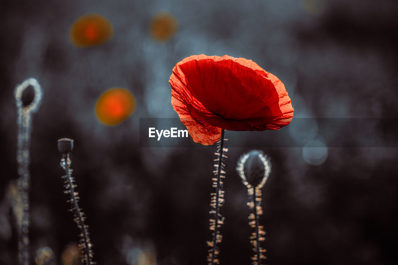 CLOSE-UP OF RED POPPY ON PLANT