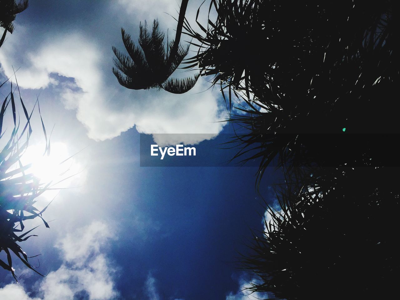 LOW ANGLE VIEW OF TREES AGAINST CLOUDY SKY