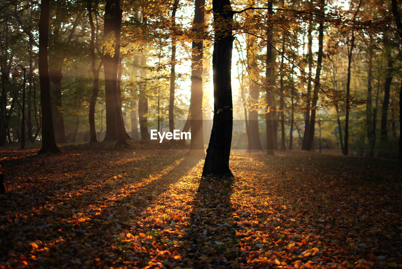 Sun shining through trees in forest