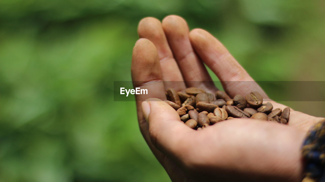 Close-up of hand holding raw coffee beans