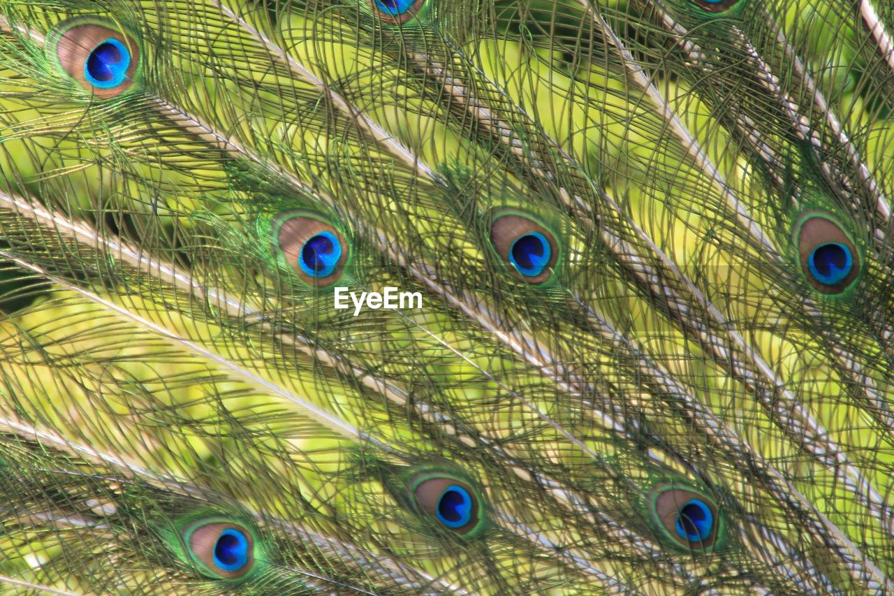 FULL FRAME SHOT OF MULTI COLORED PEACOCK