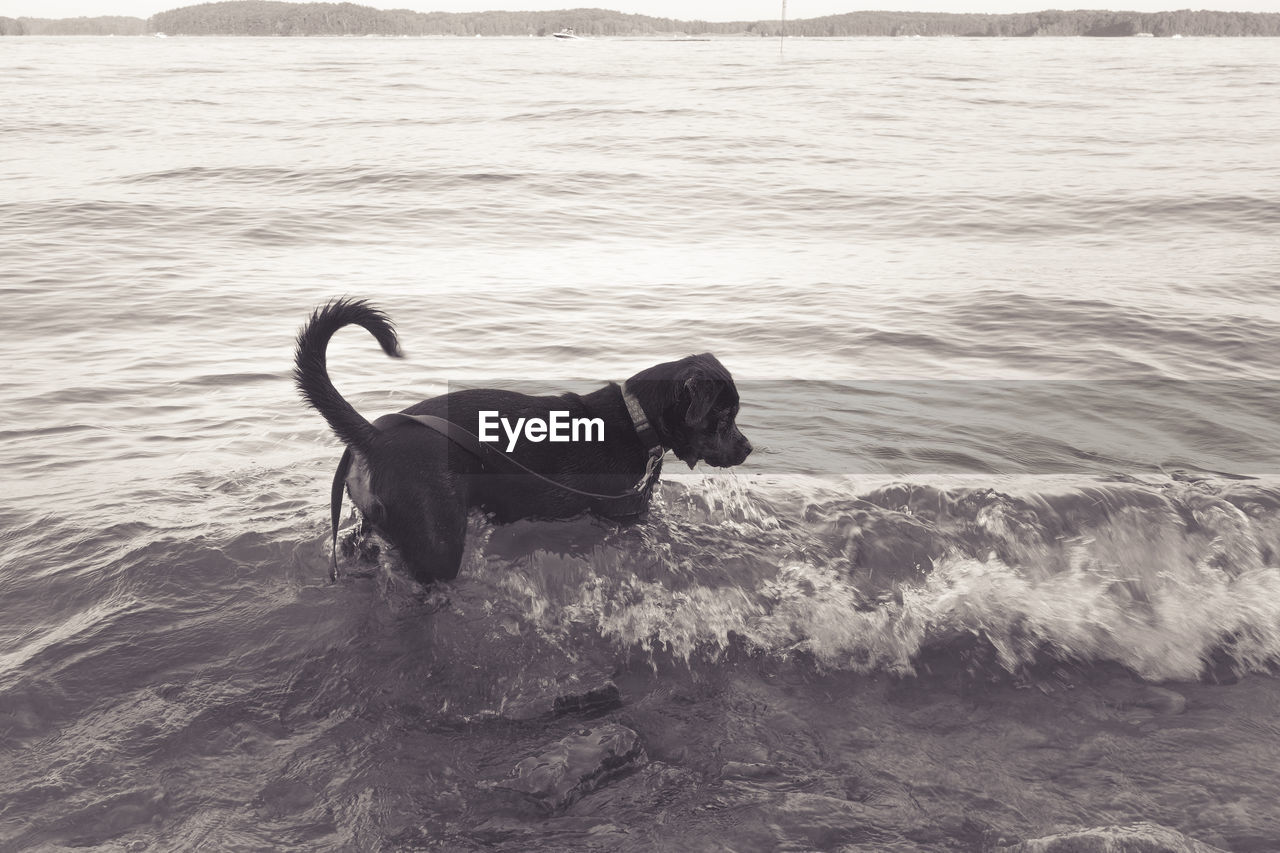 High angle view of dog standing in lake lanier