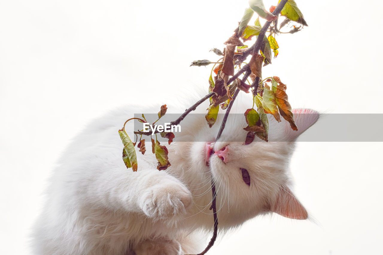 animal, animal themes, mammal, cat, domestic animals, pet, one animal, white, carnivore, plant, flower, no people, white background, nature, studio shot, flowering plant, cute, animal body part, indoors, animal hair, cut out, close-up, branch
