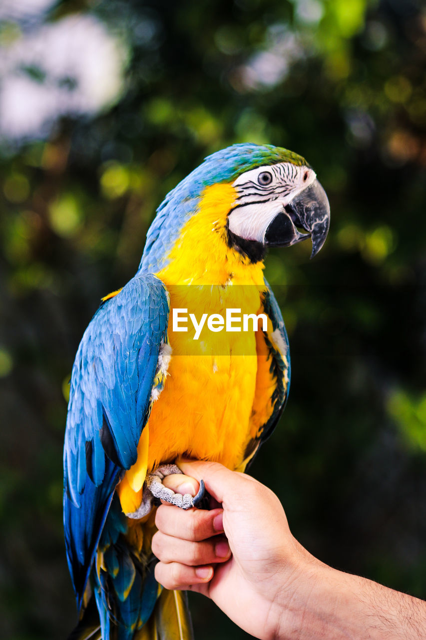 Close-up of hand holding bird