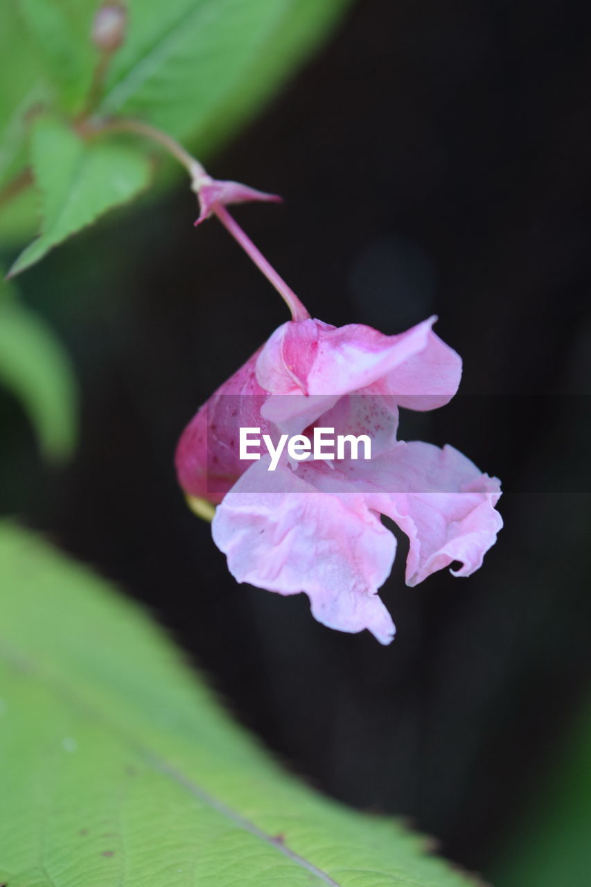 CLOSE-UP OF PINK FLOWERS IN GARDEN