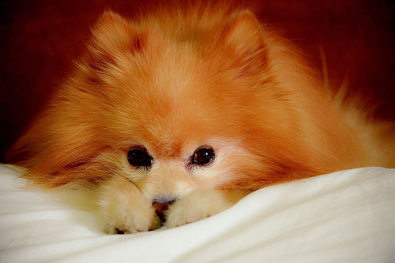 Portrait of pomeranian dog sleeping on pillow