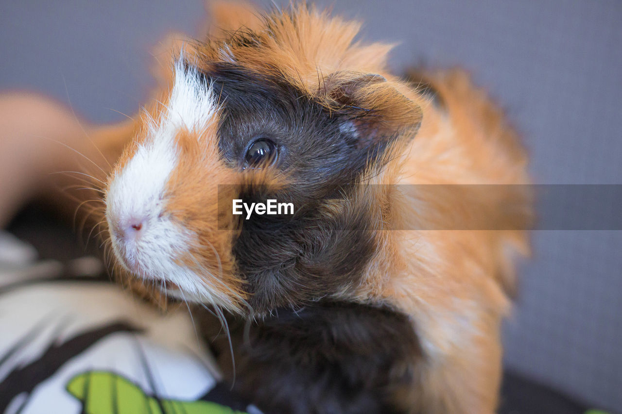 mammal, animal themes, one animal, pet, animal, domestic animals, close-up, guinea pig, dog, canine, whiskers, cute, animal body part, young animal, no people, puppy, portrait, animal head, skin, rodent, lap dog, indoors, looking