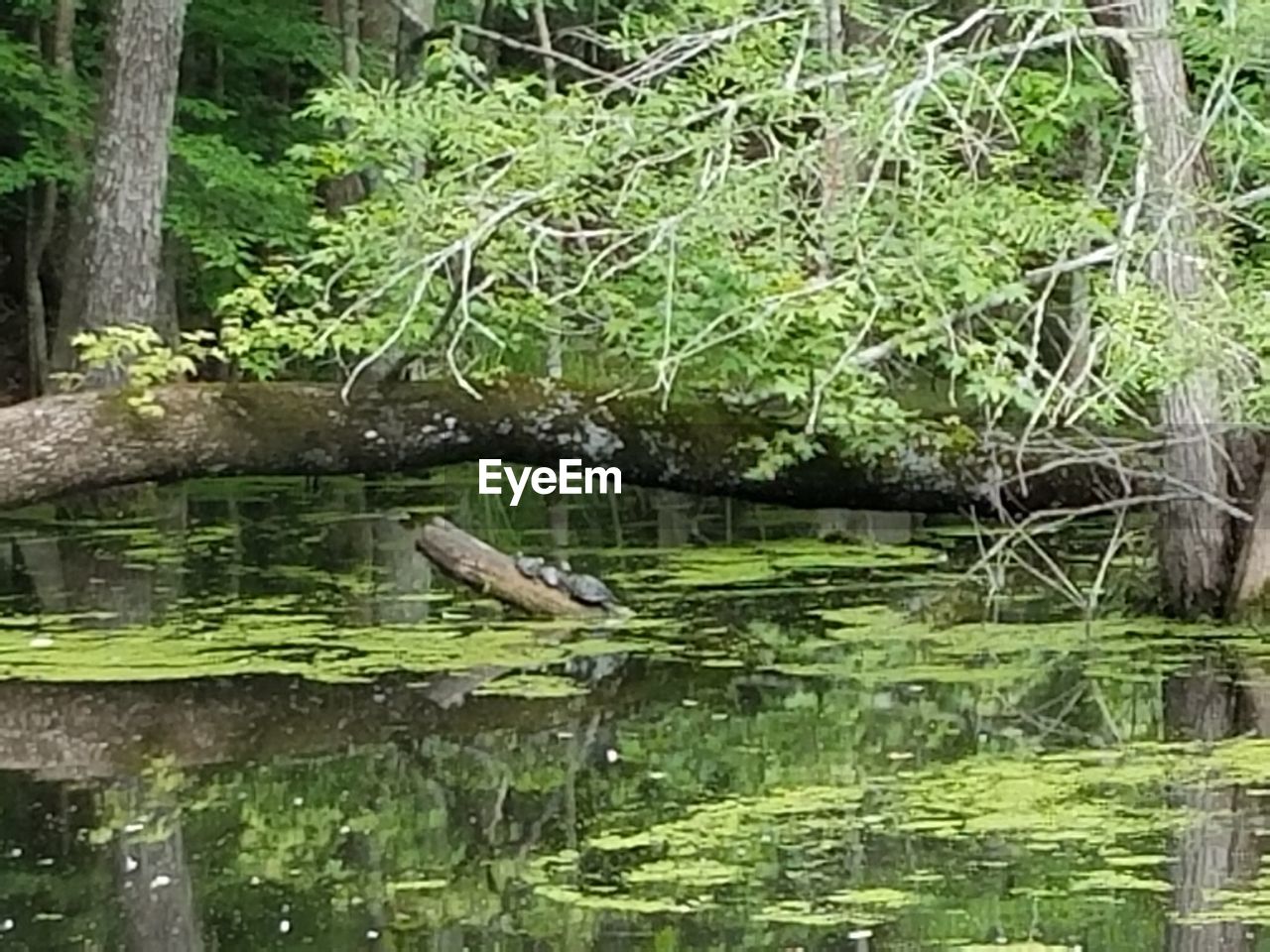 SCENIC VIEW OF LAKE