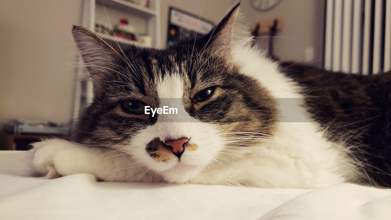 Close-up portrait of a cat