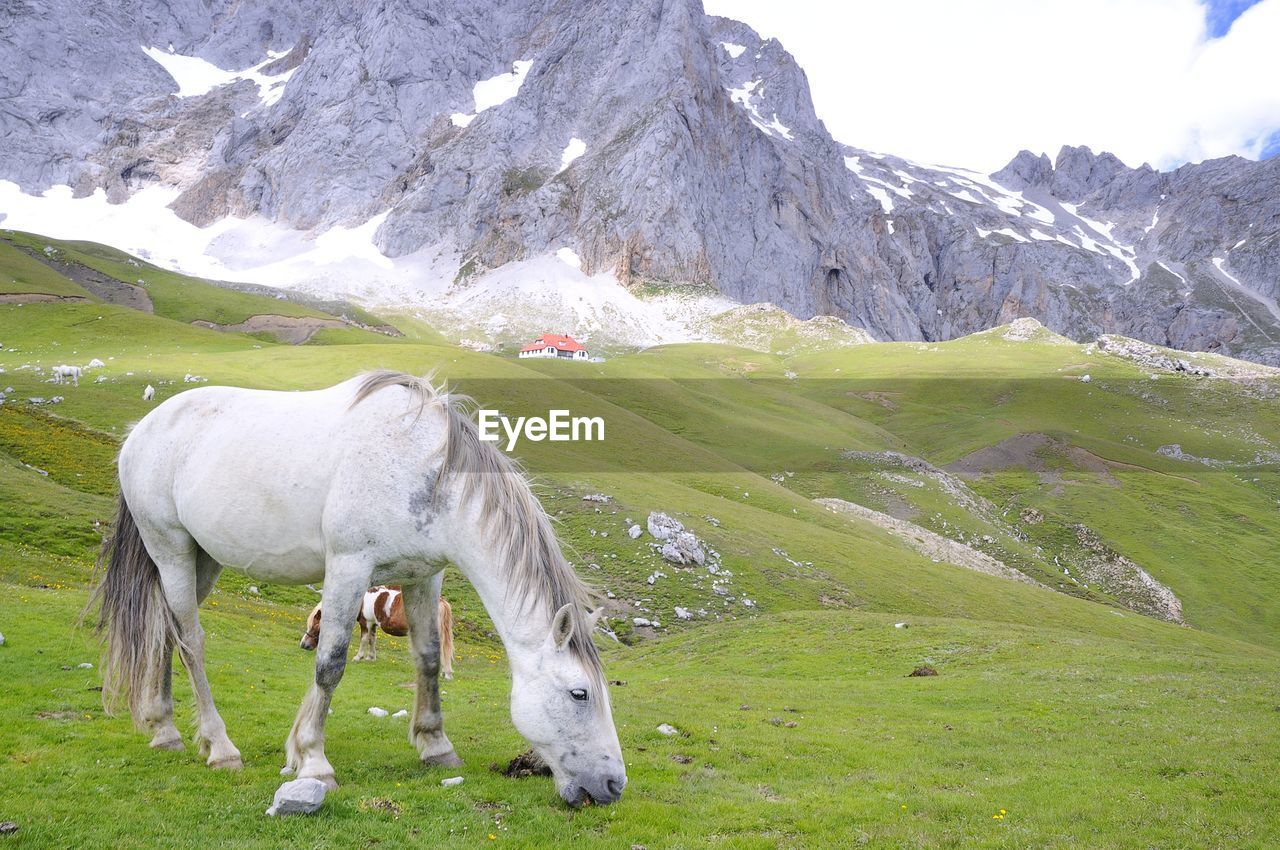 VIEW OF HORSE ON FIELD