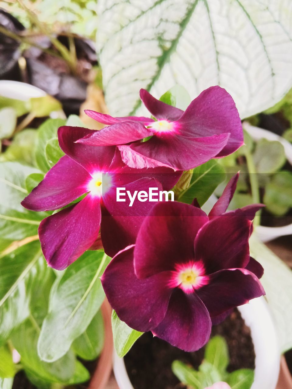 CLOSE-UP OF FRESH PINK FLOWER