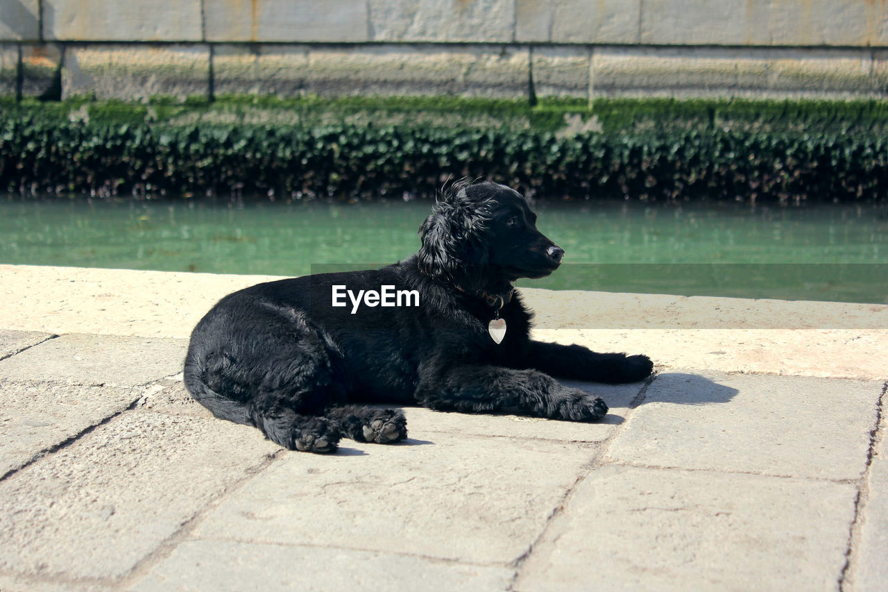 BLACK DOG LOOKING AWAY WHILE SITTING ON WALL