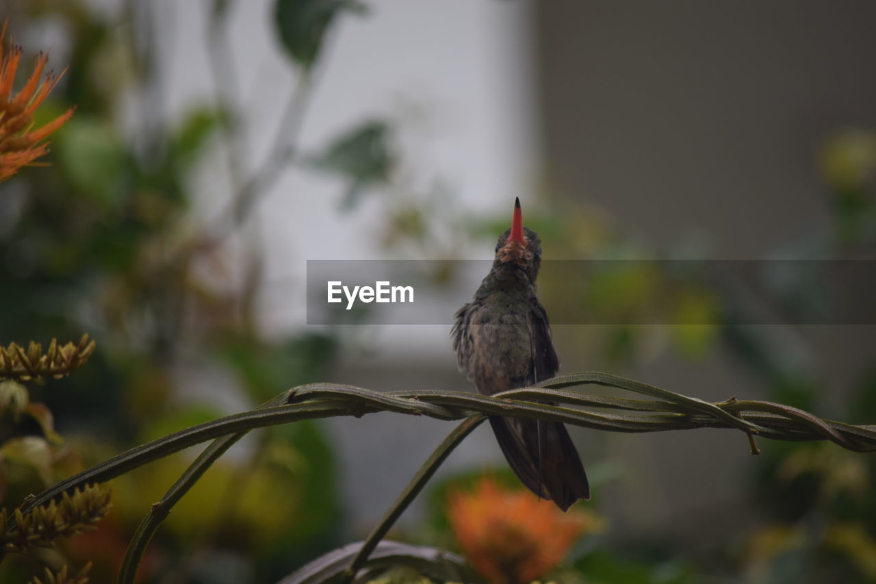 Close-up of bird perching on tree