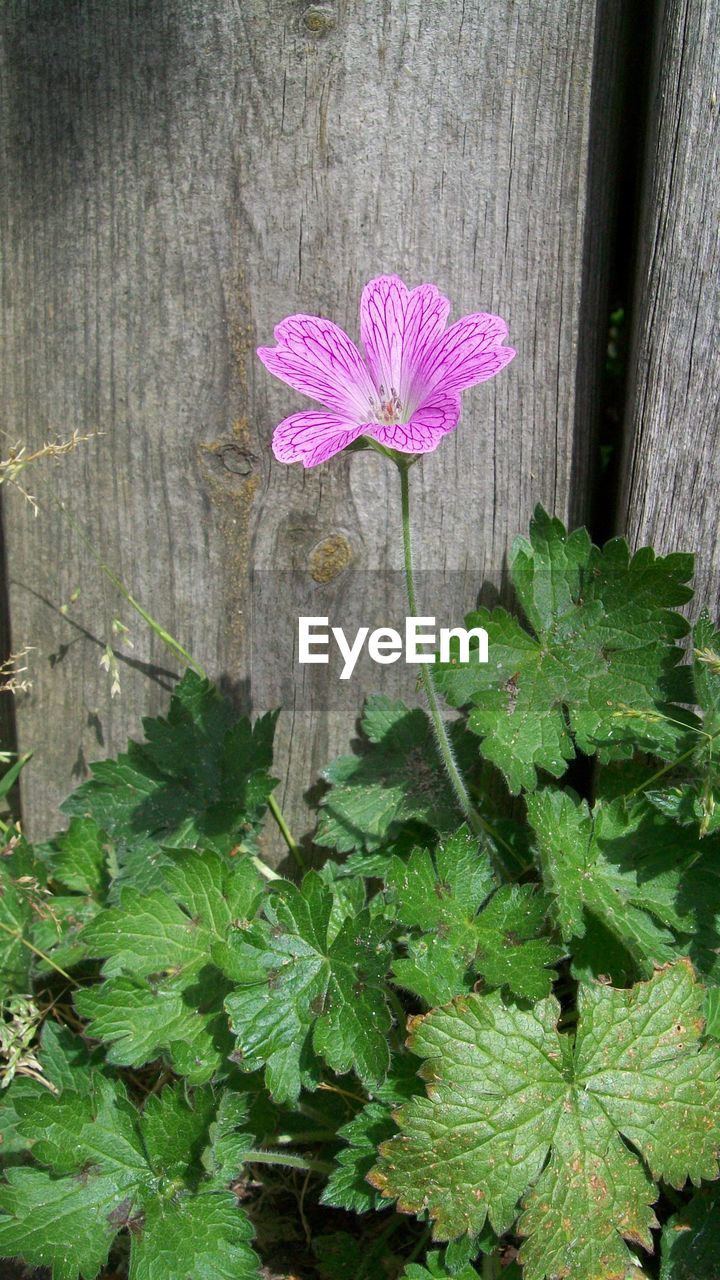 plant, flower, flowering plant, leaf, growth, plant part, freshness, beauty in nature, pink, nature, no people, green, close-up, fragility, day, petal, wood, inflorescence, flower head, outdoors, fence, high angle view