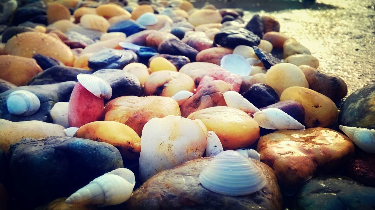 Shells on rocky beach