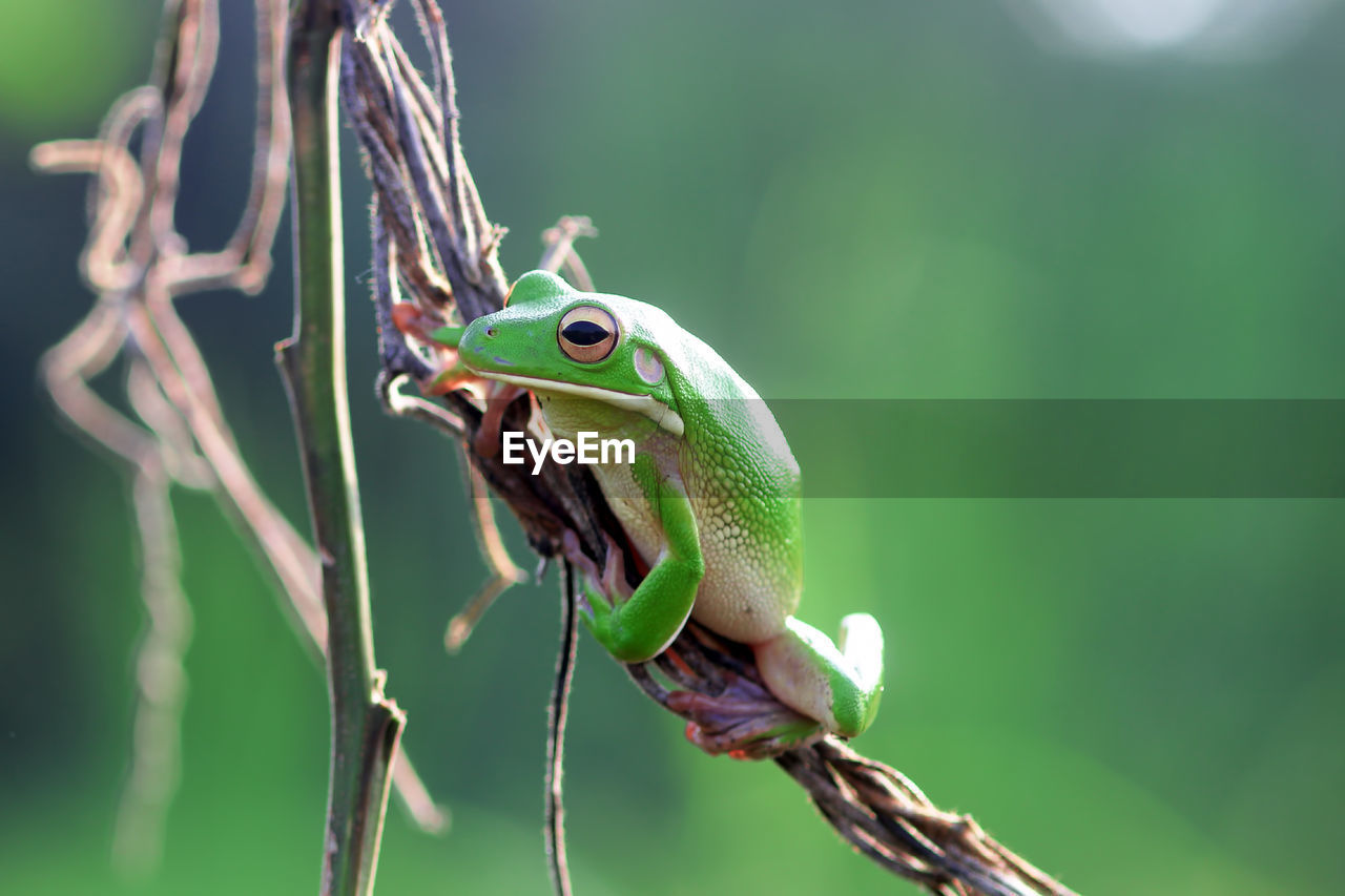 Close-up of frog on twig