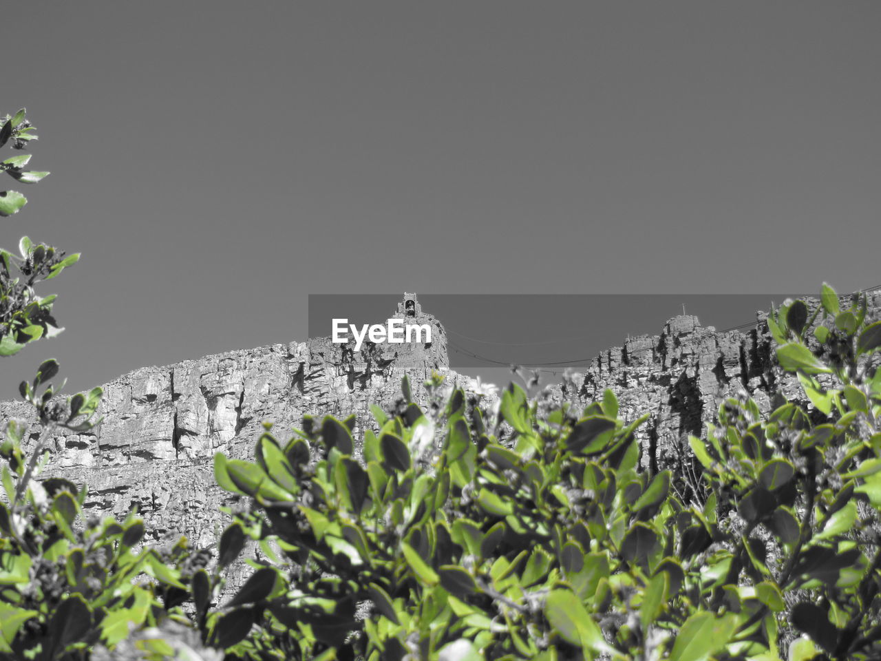 LOW ANGLE VIEW OF PLANT AGAINST CLEAR SKY