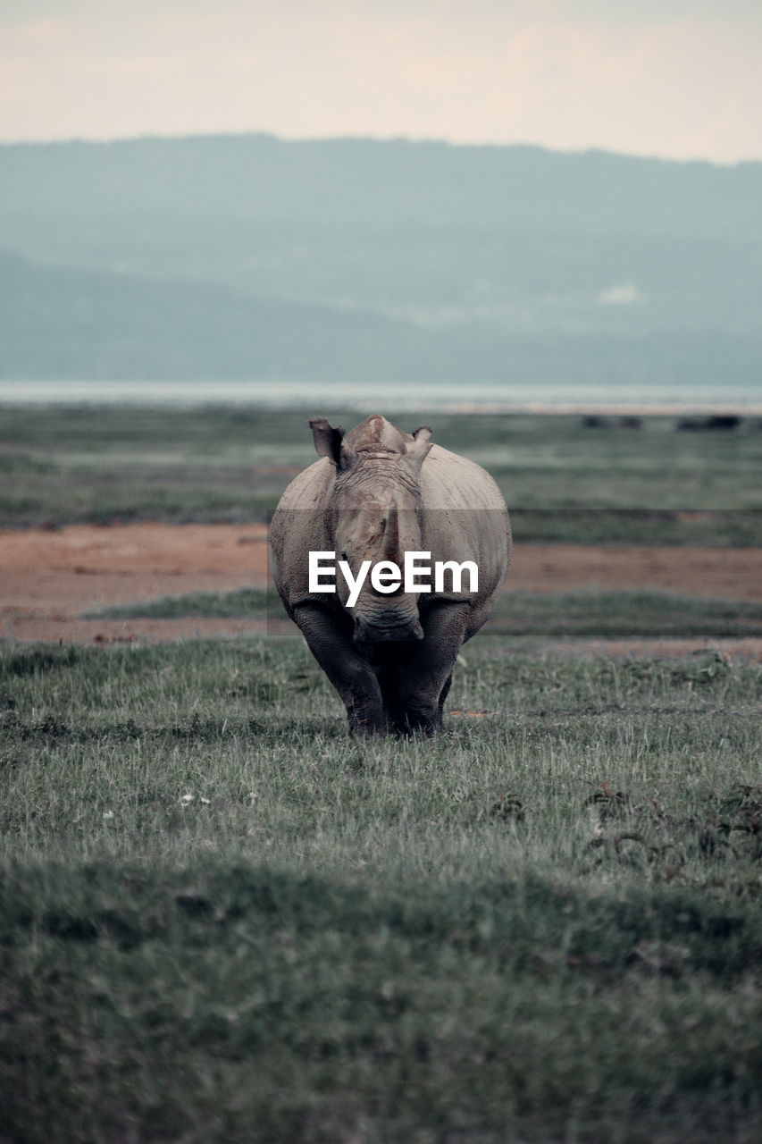 Rhinoceros in kenya