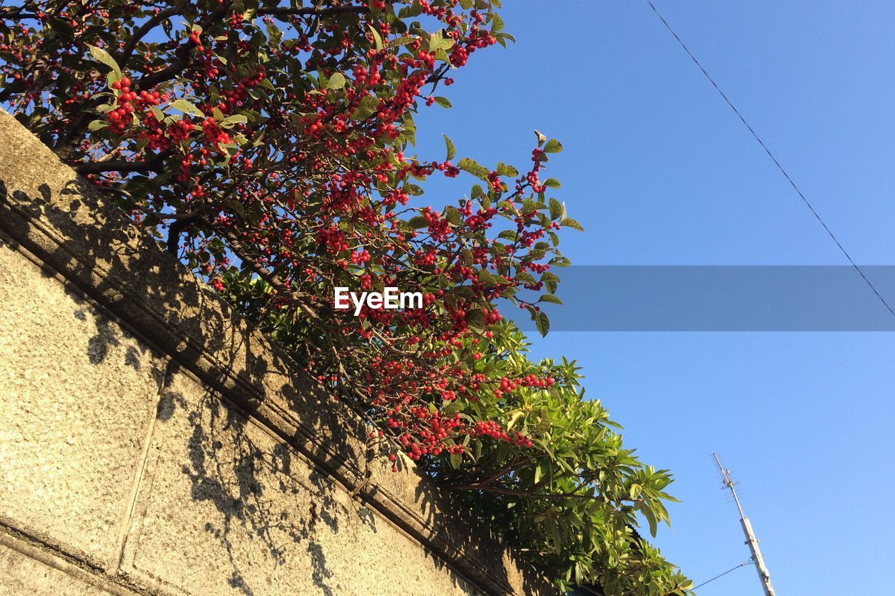 LOW ANGLE VIEW OF FRUIT TREE AGAINST CLEAR SKY