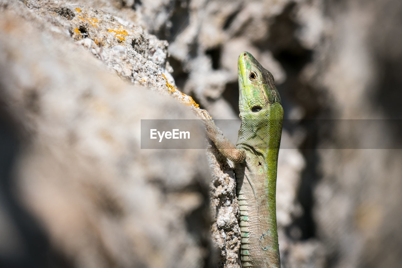Close-up of lizard on rock