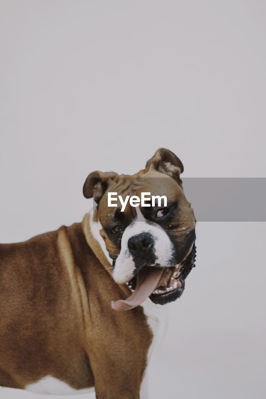 Portrait of dog standing against white background