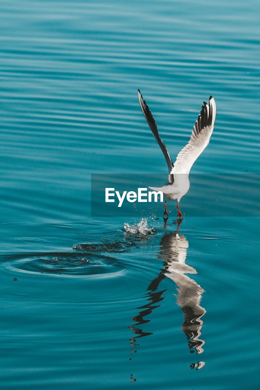 Seagulls flying in the water