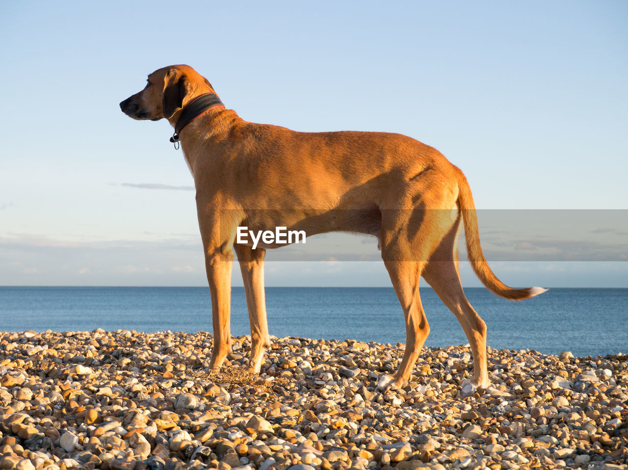 Side view of a red-brown lurcher standing on a pebble beach with the sea and a blue sky behind