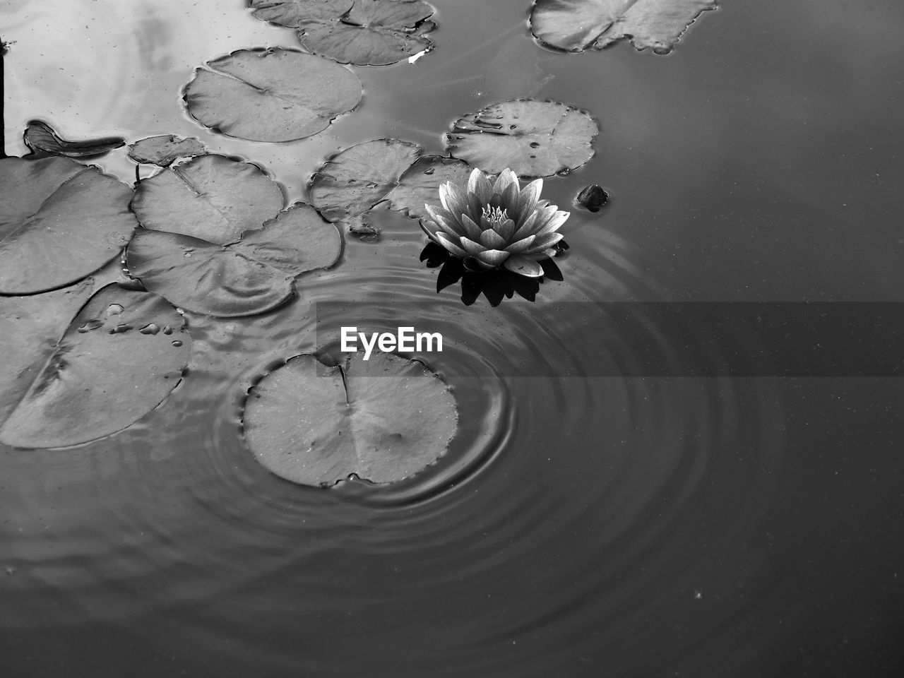 CLOSE-UP OF LOTUS WATER LILY IN LAKE