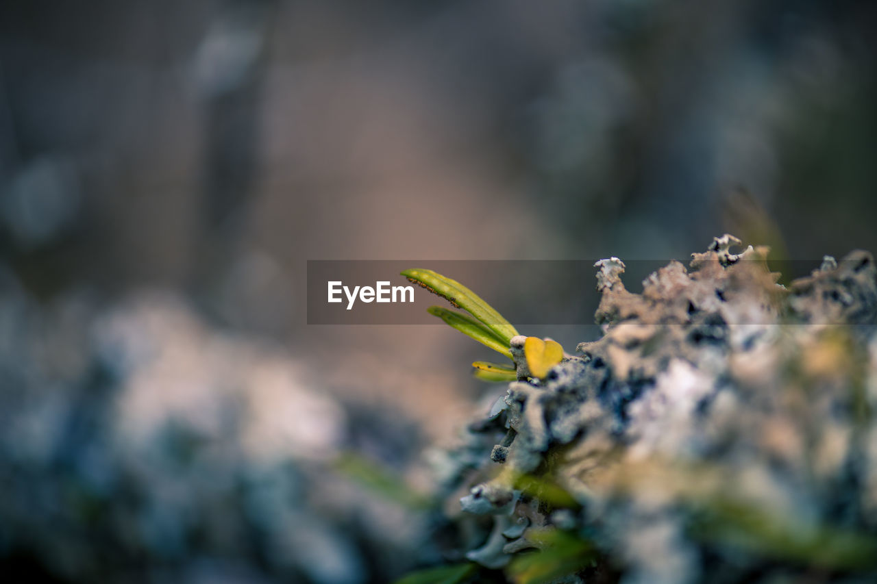 Close-up of yellow flowering plant