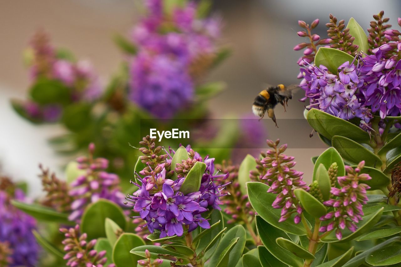 Close-up of bee pollinating on purple flower