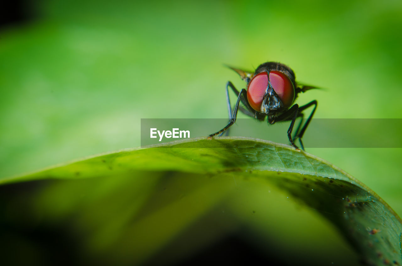 Close-up of fly on leaf