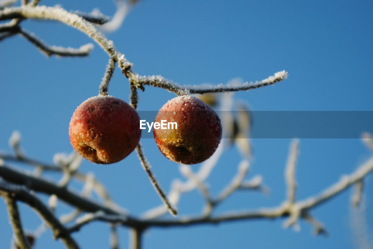 Low angle view of fruits on tree against sky during winter