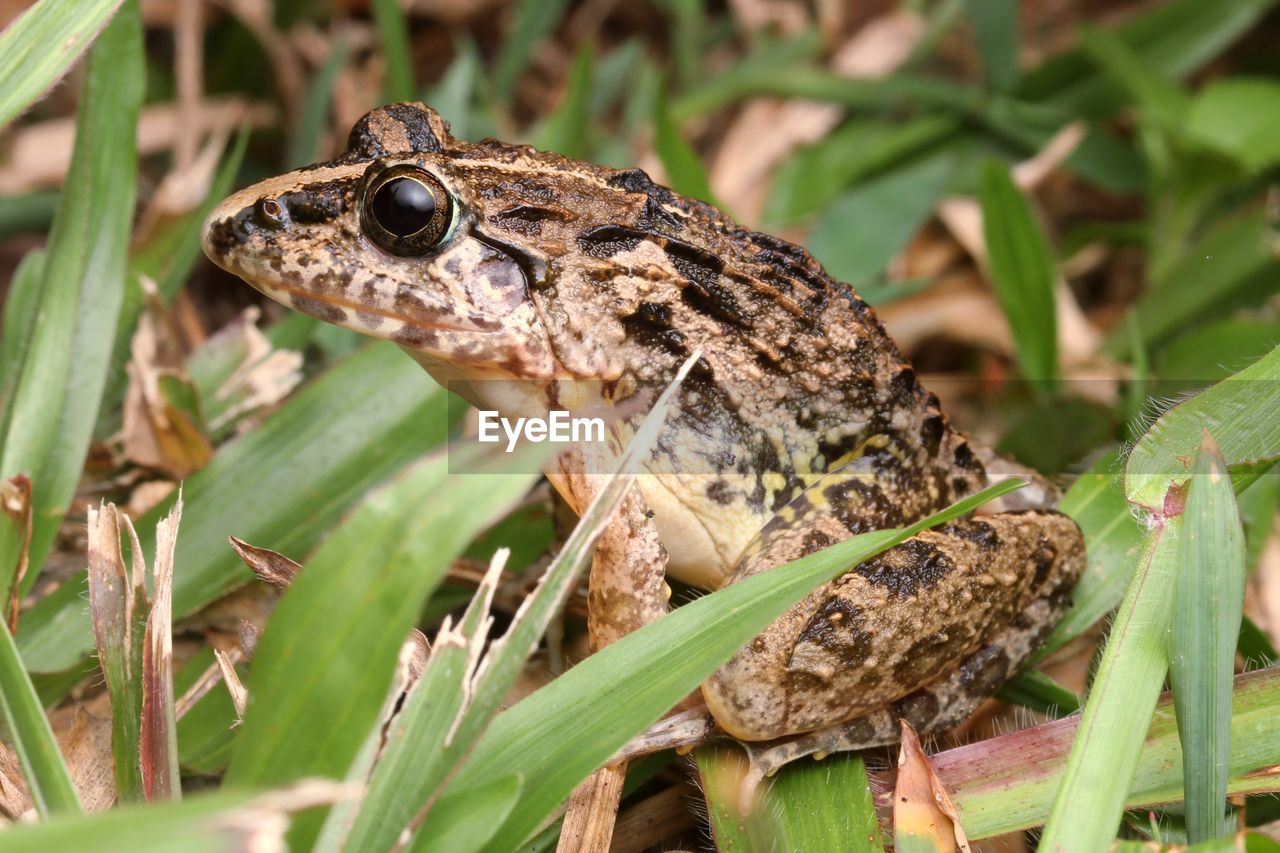 CLOSE-UP OF A FROG