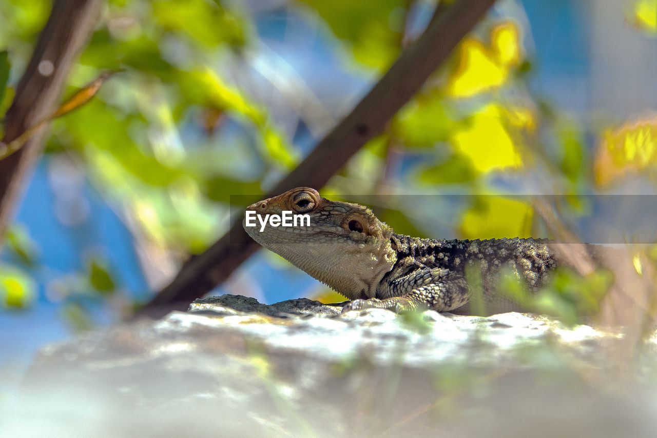 CLOSE-UP OF CRAB ON TREE