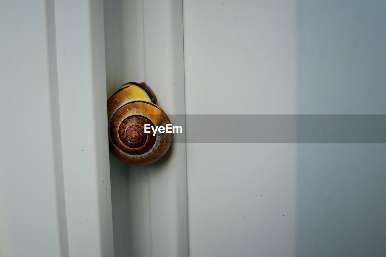 CLOSE-UP OF SNAIL ON METAL